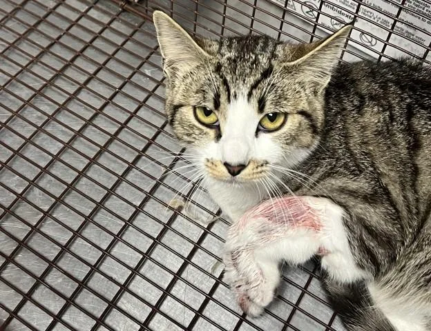A young small-sized female Domestic Short Hair cat named Francis for adoption in San Bernardino, CA