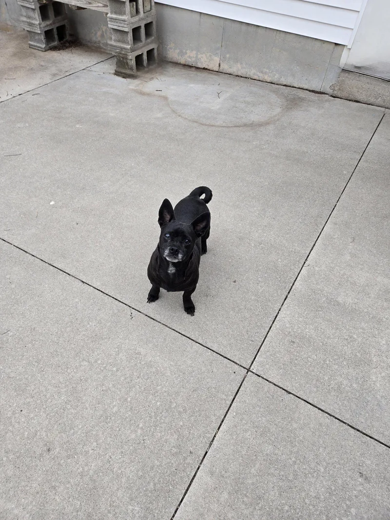 An adult small-sized female Terrier dog named Grammy for adoption in Maquoketa, IA