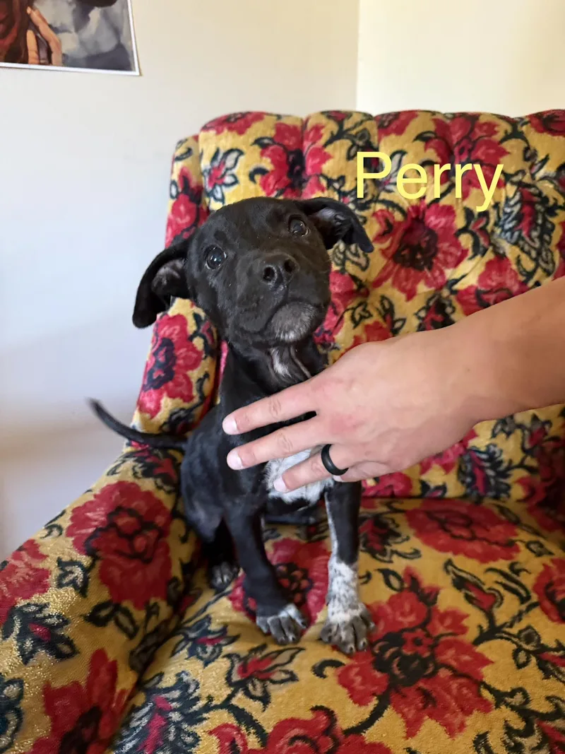 Perry