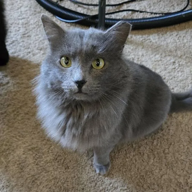Merlin & Shadow Bonded