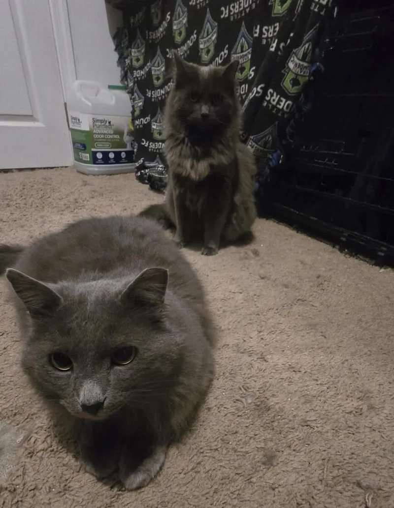 Merlin & Shadow Bonded thumbnail 3