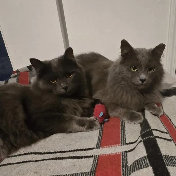 Merlin & Shadow Bonded thumbnail 4