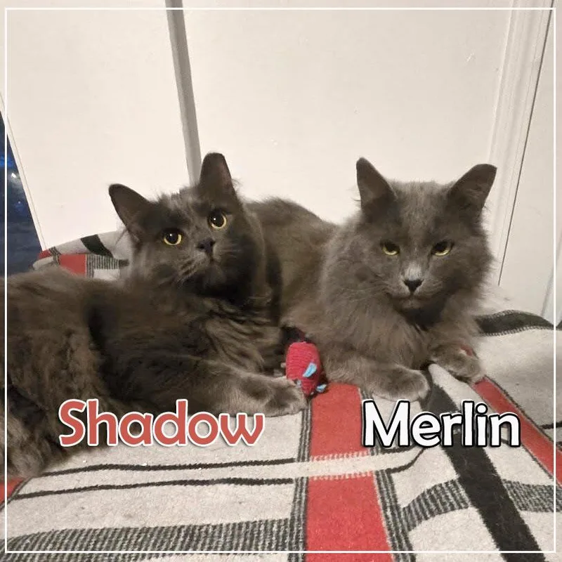 Merlin & Shadow Bonded thumbnail 6