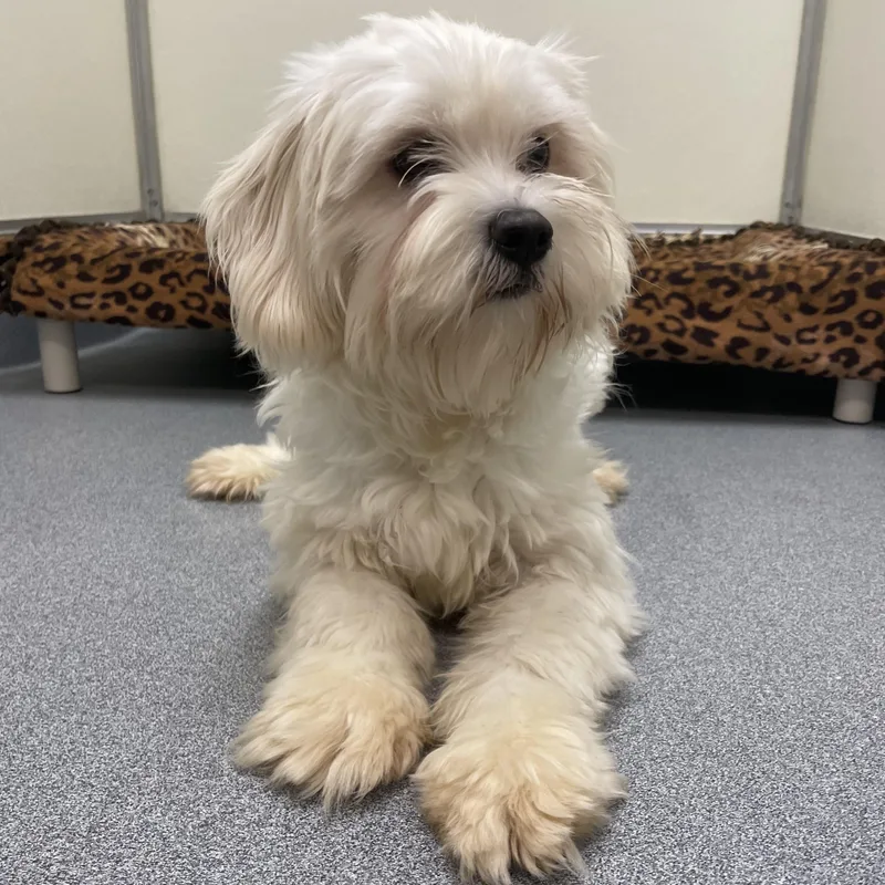 A young small-sized female White / Cream Havanese dog named Willow for adoption in Greenbelt, MD