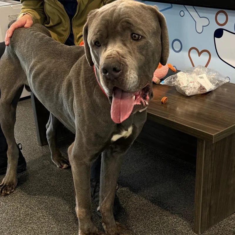 An adult extra large-sized male Gray / Blue / Silver Mixed Breed dog named LVHStray for adoption in Allentown, PA