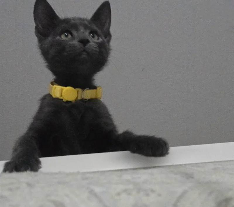 A baby small-sized male Gray / Blue / Silver Domestic Short Hair cat named Mice Crispies for adoption in Dallas, TX