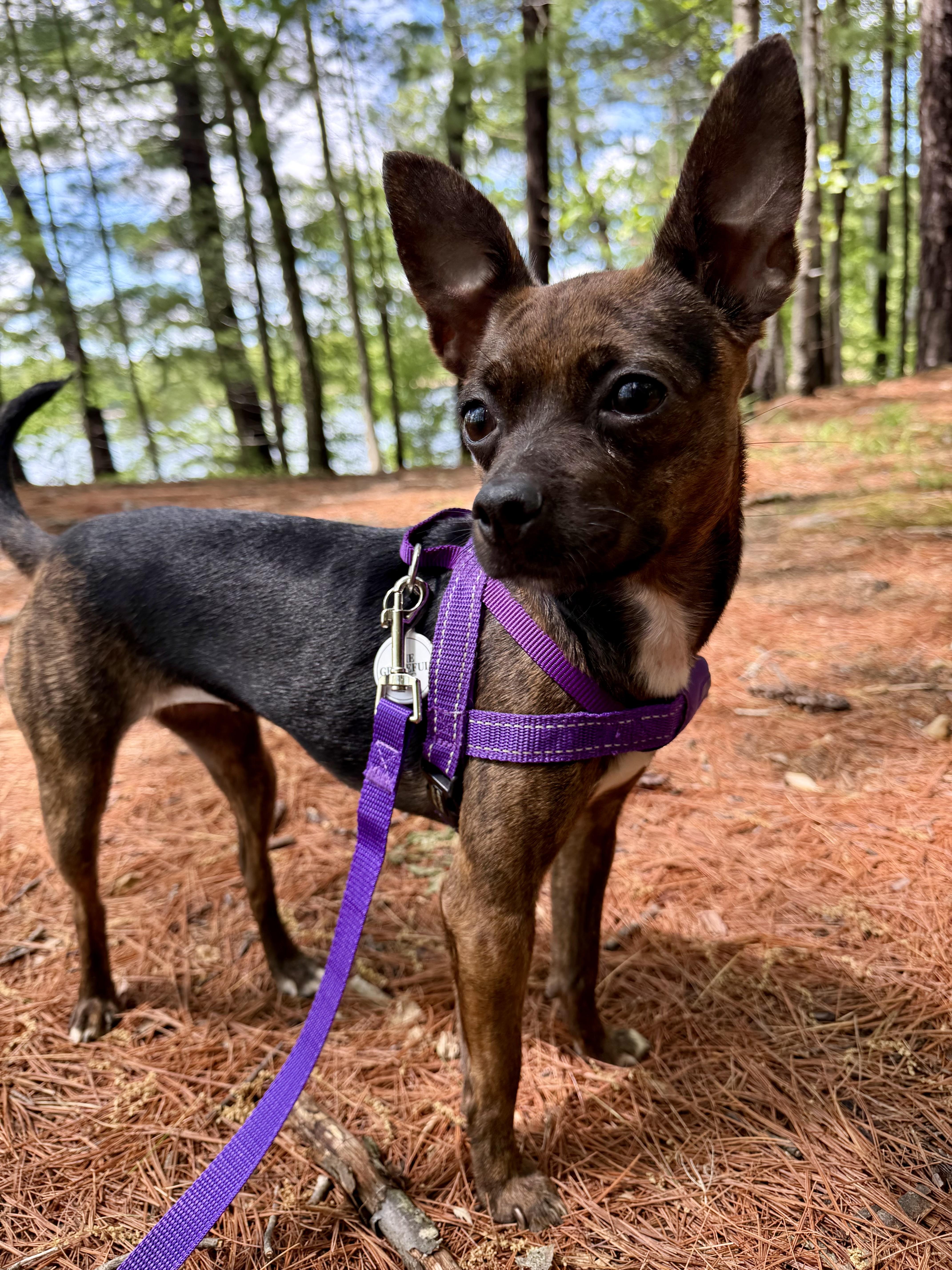 An adult small-sized female Chihuahua dog named Sadie for adoption in Portland, ME