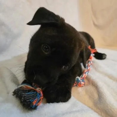 A baby medium-sized male Black Dutch Shepherd dog named Stellar for adoption in Liverpool, TX