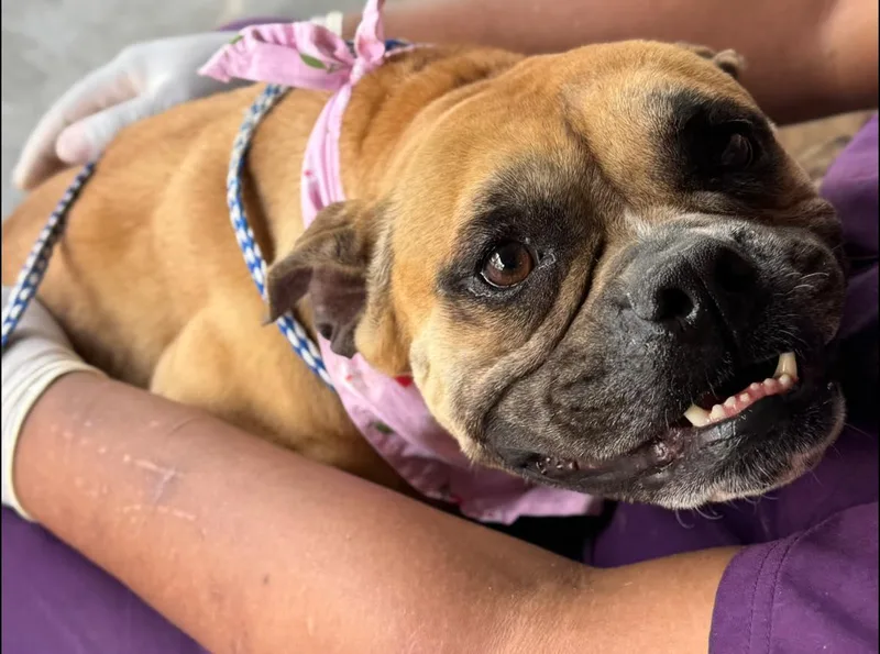 An adult medium-sized female Bicolor American Bully dog named Strudel for adoption in Randleman, NC