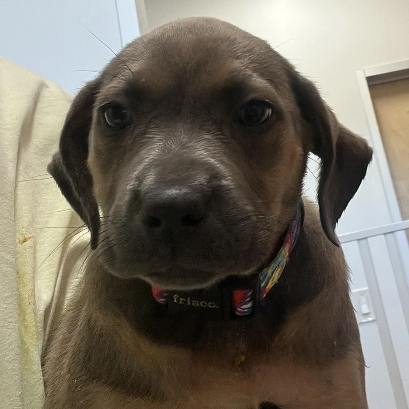 A baby medium-sized female Brown / Chocolate Labrador Retriever dog named Ariat for adoption in Austin, TX
