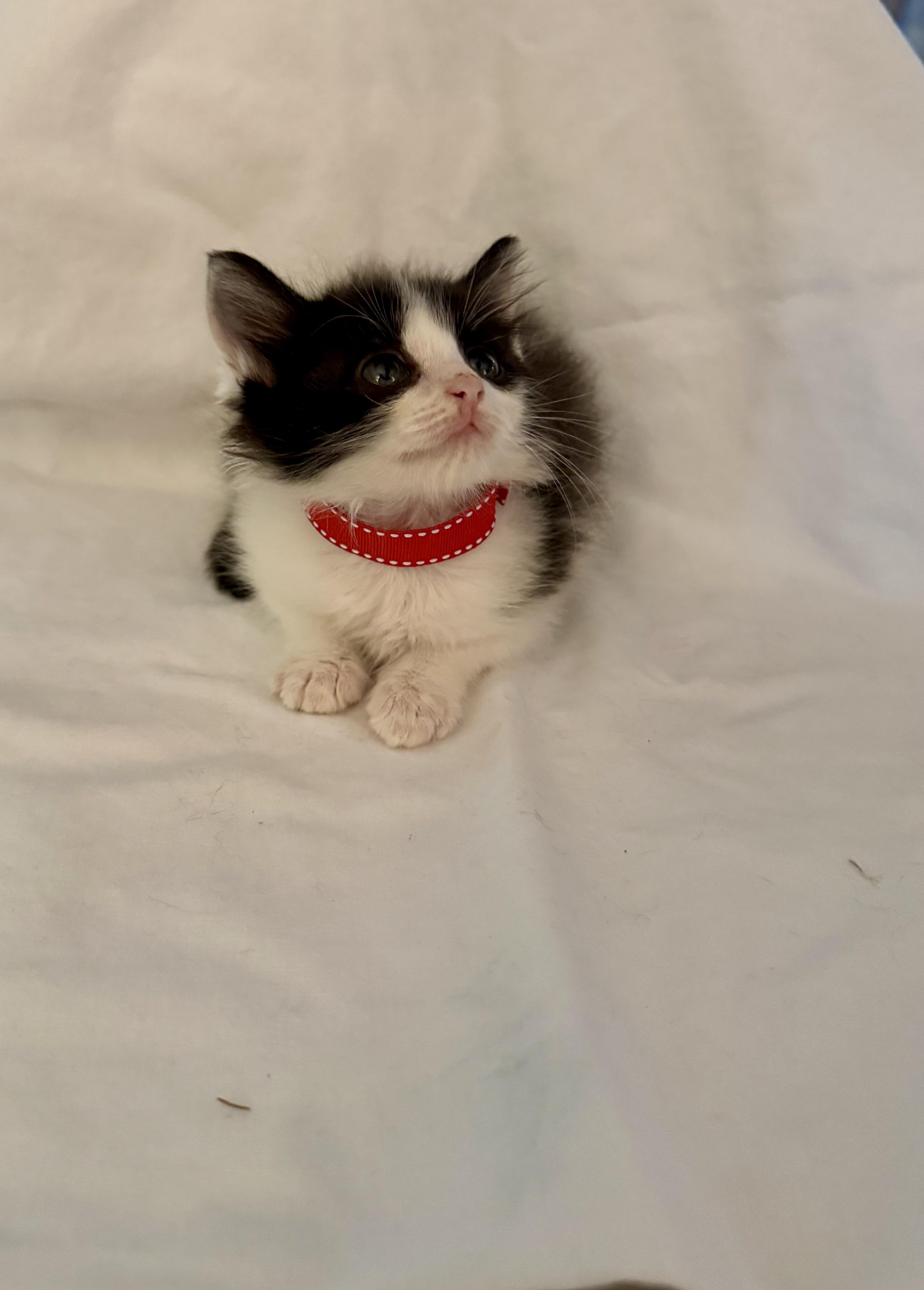 A baby medium-sized female Black & White / Tuxedo Domestic Long Hair cat named Oreo for adoption in Seneca, SC