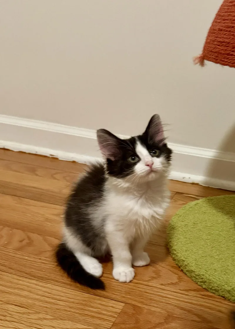 Oreo thumbnail 3