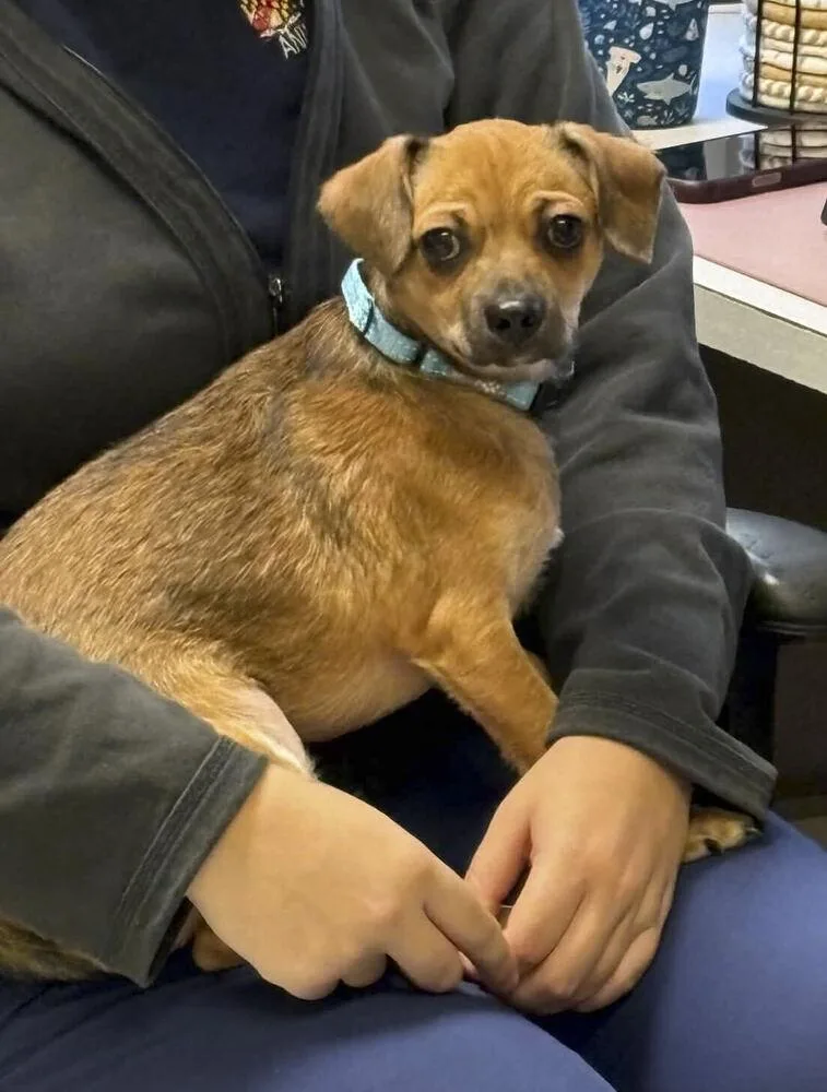 A baby small-sized male Brown / Chocolate Chihuahua dog named Leo for adoption in Silver Spring, MD