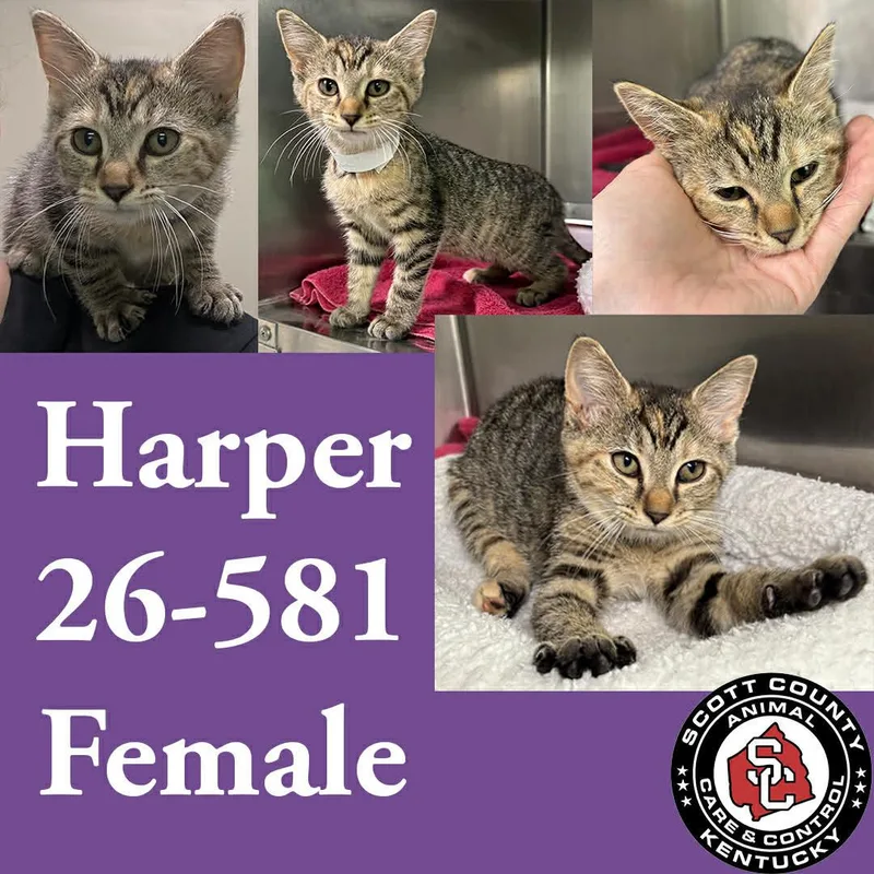 A young small-sized female Domestic Short Hair cat named Harper for adoption in Georgetown, KY