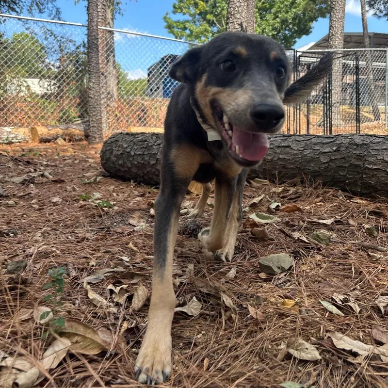 An adult medium-sized female Terrier dog named Lulu for adoption in Birmingham, AL