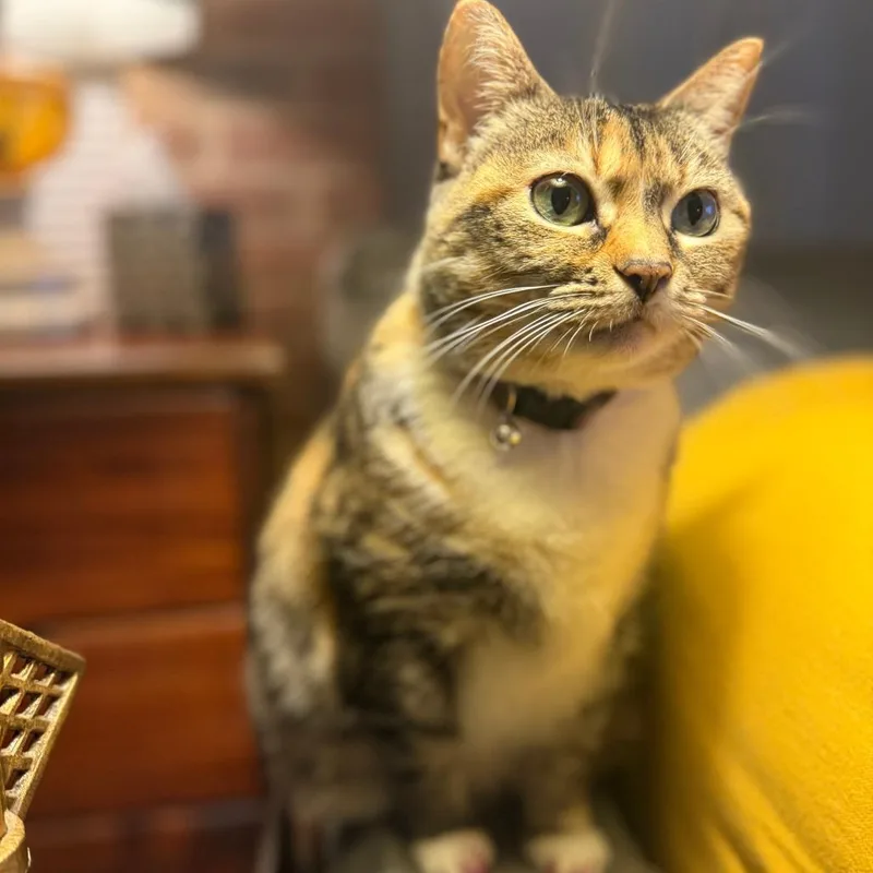 Meela thumbnail 4