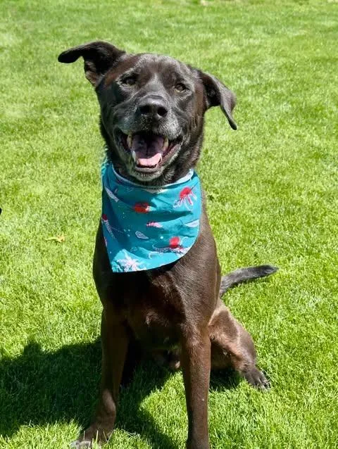 A senior large-sized male Brown / Chocolate Labrador Retriever dog named Atlas for adoption in Gardnerville, NV