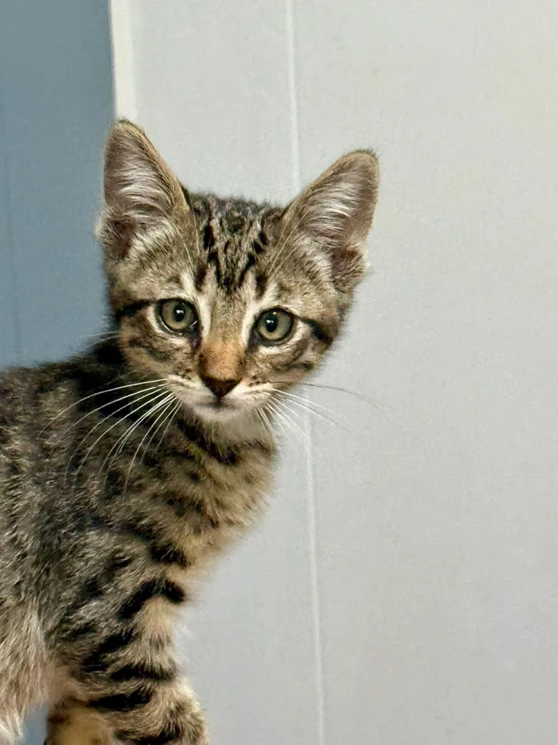 A baby medium-sized male Domestic Short Hair cat named Brae for adoption in Lincoln, CA
