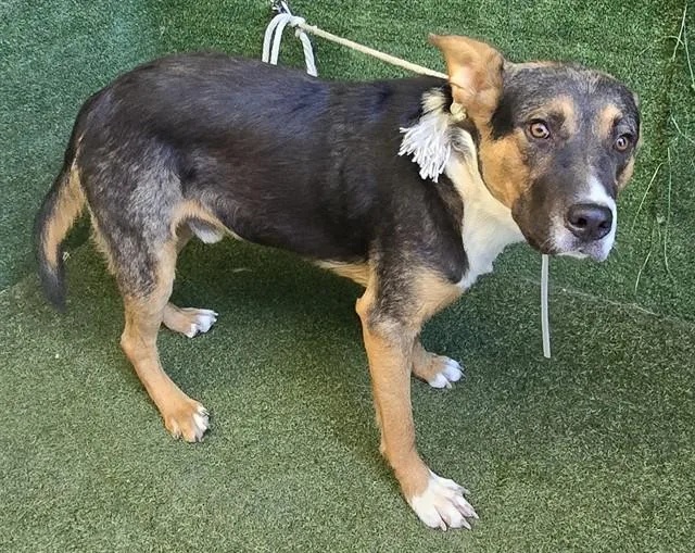 A young medium-sized male German Shepherd Dog dog named Abner for adoption in Lancaster, CA