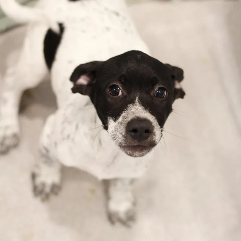 A baby medium-sized female Hound dog named Jade for adoption in Cumming, GA