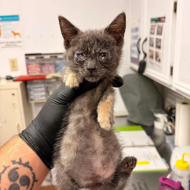 A baby small-sized female Domestic Short Hair cat named Ivy for adoption in Bryan, TX