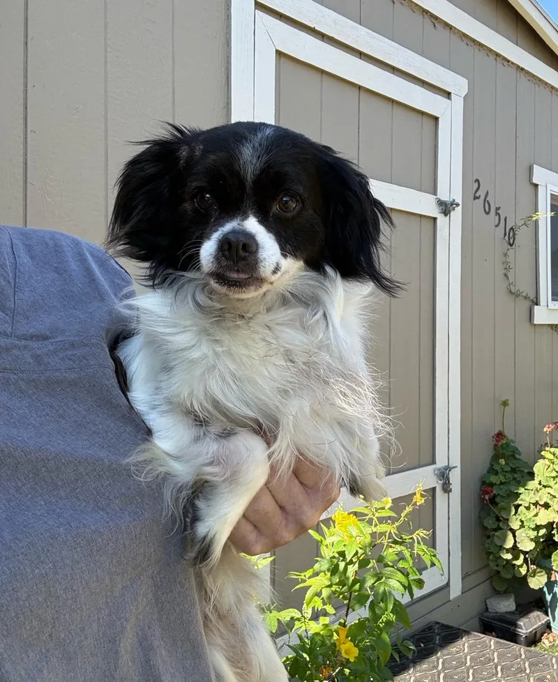 An adult small-sized male Black Pekingese dog named Louie for adoption in Temecula, CA