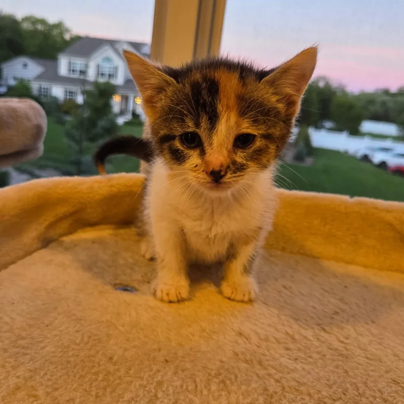 A baby medium-sized female Calico cat named Anita for adoption in Moriches, NY