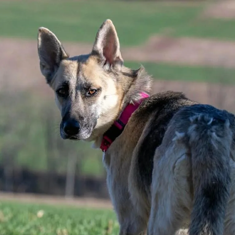 Sheba thumbnail 2