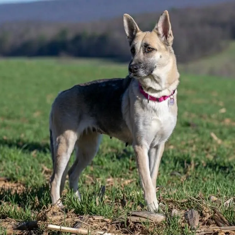 Sheba thumbnail 3
