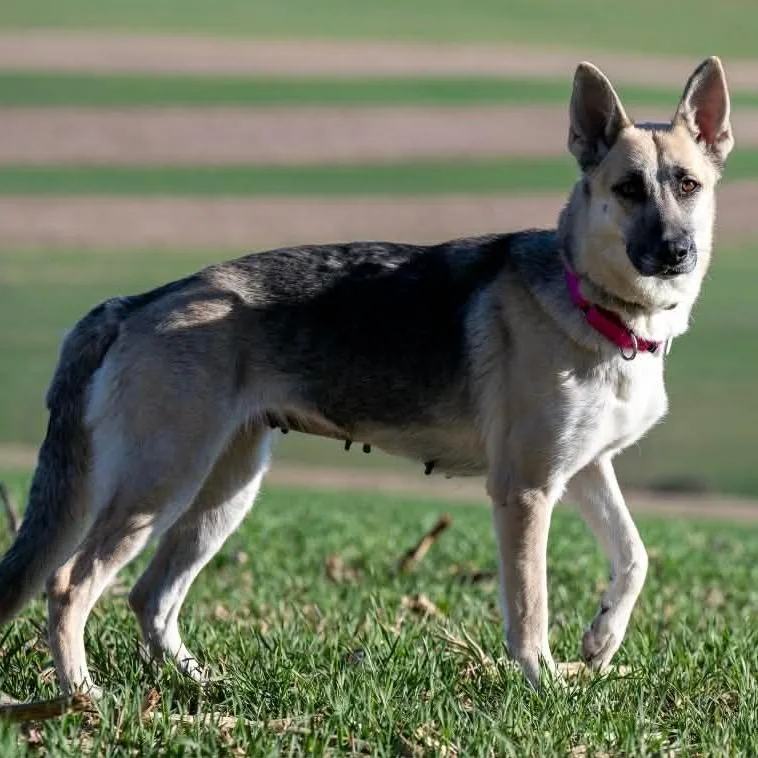 Sheba thumbnail 4