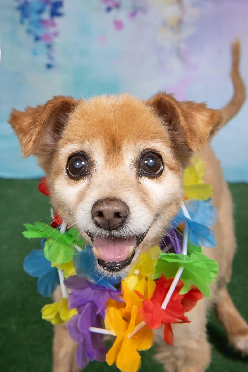 A senior small-sized female Pomeranian dog named Sandy Lee for adoption in Cleveland, OH