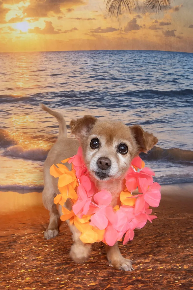 Sandy Lee thumbnail 4