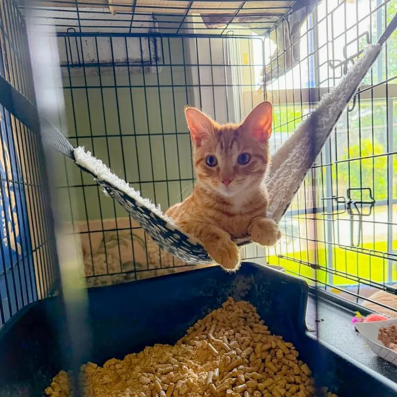A baby large-sized male Tabby cat named Tango for adoption in Newark, NJ