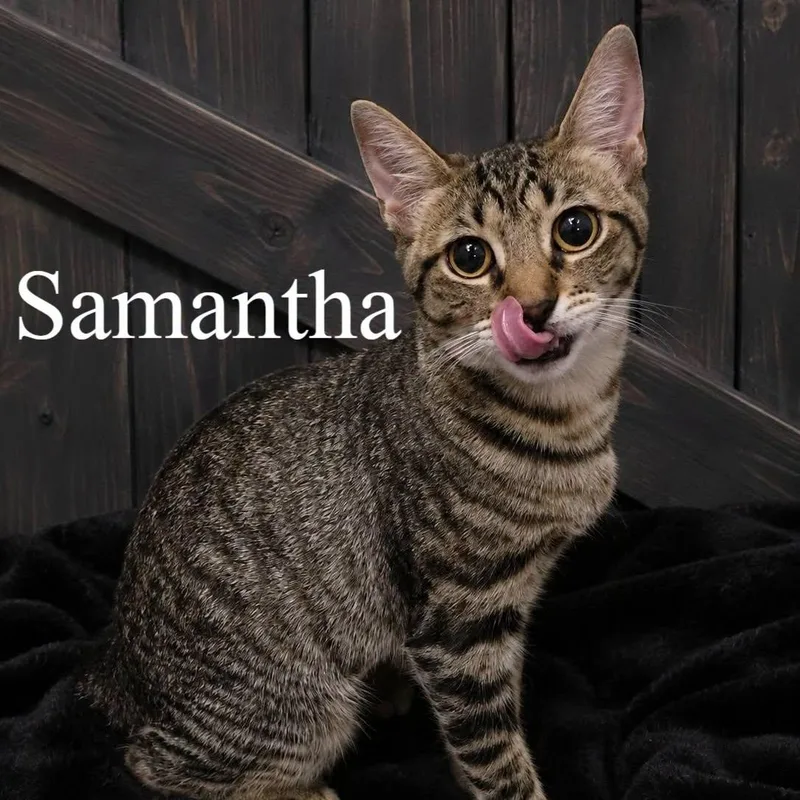 A baby medium-sized female Tabby (Brown / Chocolate) Domestic Short Hair cat named Samantha for adoption in Queen Creek, AZ