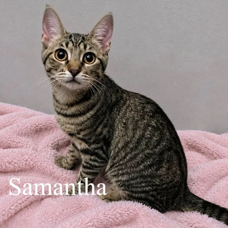 Samantha thumbnail 3