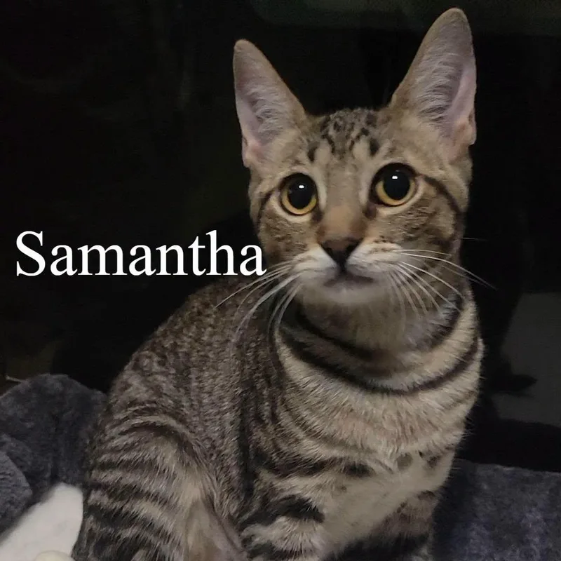 Samantha thumbnail 4