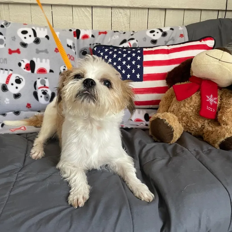An adult small-sized male Terrier dog named Daxie for adoption in Fort Worth, TX