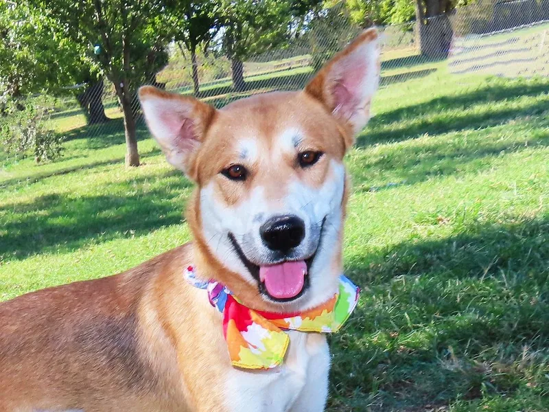 A baby medium-sized female Shiba Inu dog named Suki CB for adoption in Rogers, AR