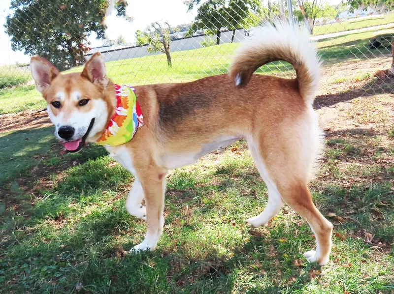 Suki CB thumbnail 4