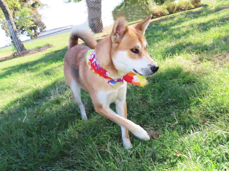 Suki CB thumbnail 5