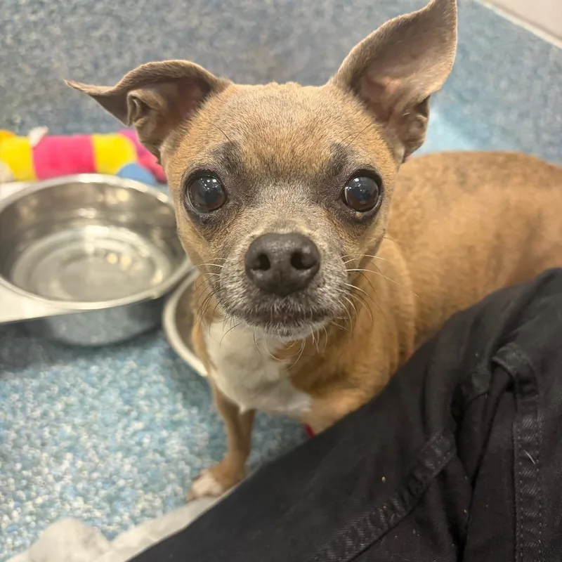 A senior small-sized female Yellow / Tan / Blond / Fawn Chihuahua dog named Daisy for adoption in Greensboro, NC