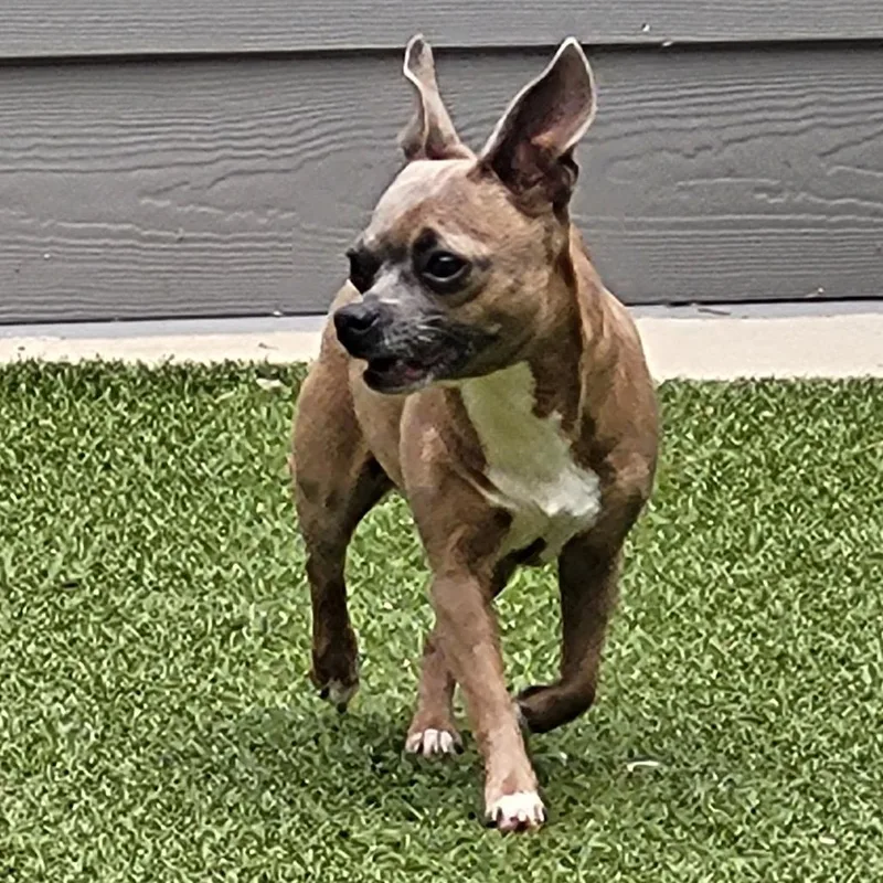 Daisy thumbnail 4