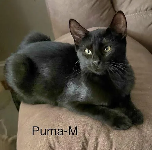 A baby medium-sized male American Shorthair cat named Puma for adoption in Danbury, CT