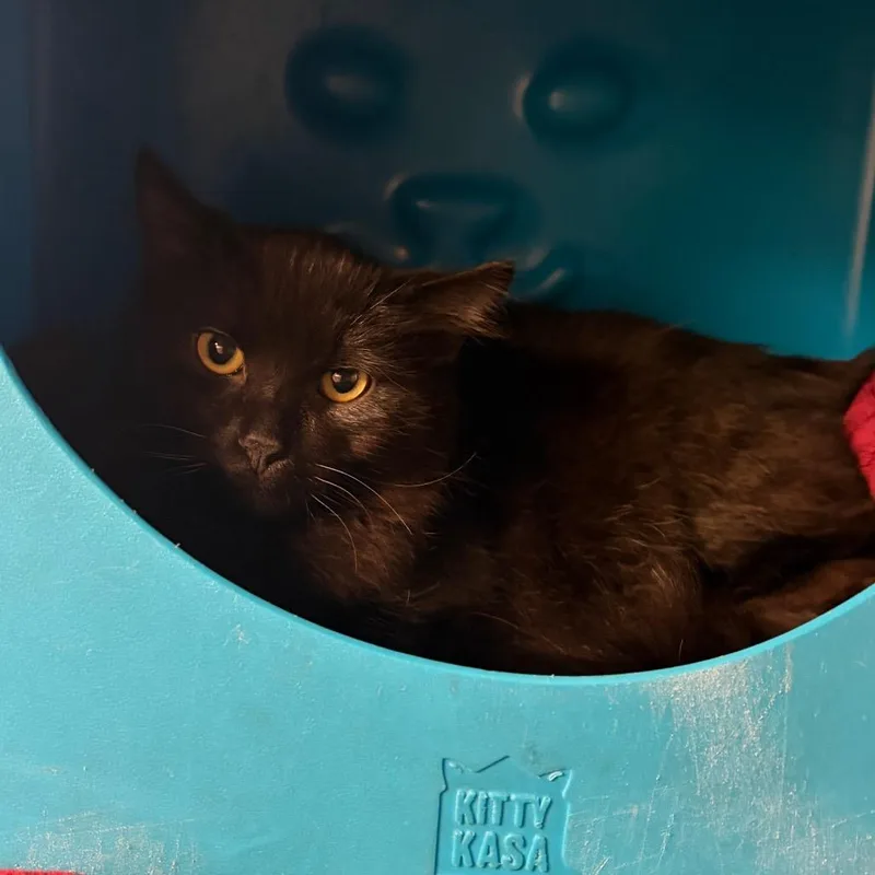 A baby medium-sized male Domestic Short Hair cat named Edward for adoption in Waukesha, WI