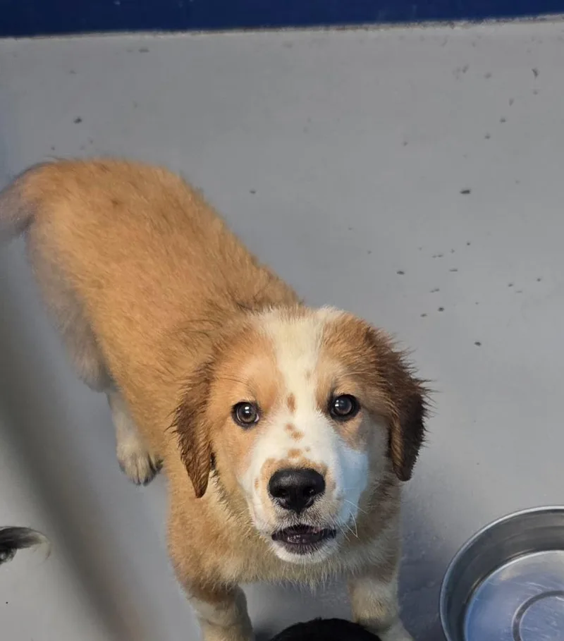A baby medium-sized male Hound dog named Cake for adoption in Hartsville, SC