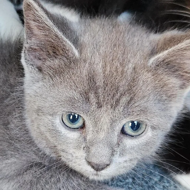 A baby small-sized male Gray / Blue / Silver Domestic Short Hair cat named Gabble for adoption in Birmingham, AL