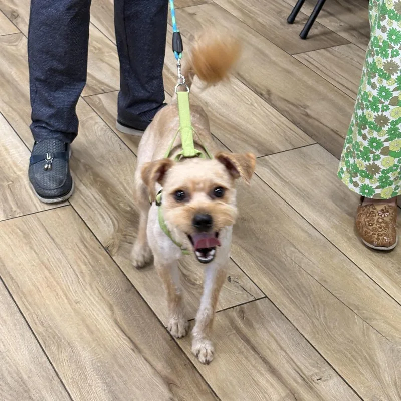 A baby small-sized male Golden Mixed Breed dog named Samba for adoption in Newark, NJ