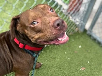 An adult large-sized male American Bulldog dog named Beef Jerky for adoption in Gainesville, FL