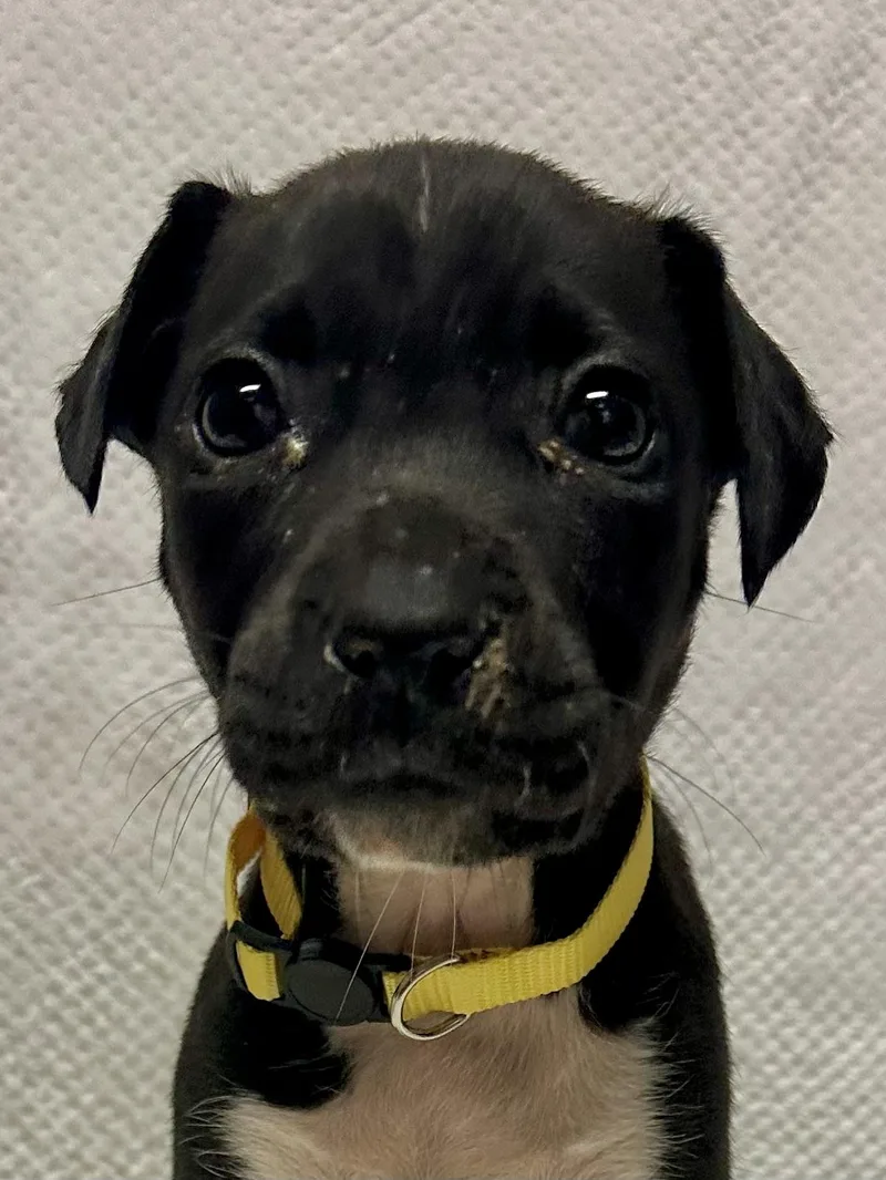 A baby medium-sized female Terrier dog named River for adoption in Walker, LA