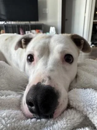 Francine thumbnail 4